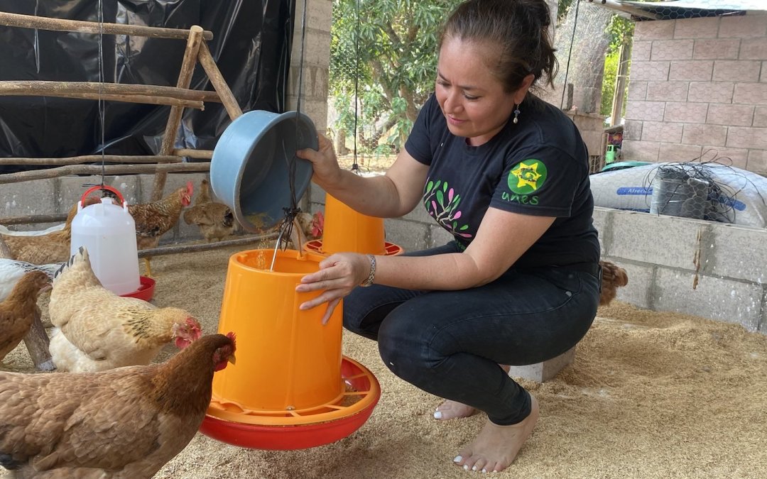 54 familias de Ahuachapán y Sonsonate gestionan granjas de gallinas de doble propósito